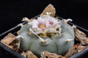 California Laws on Growing or Possessing Peyote